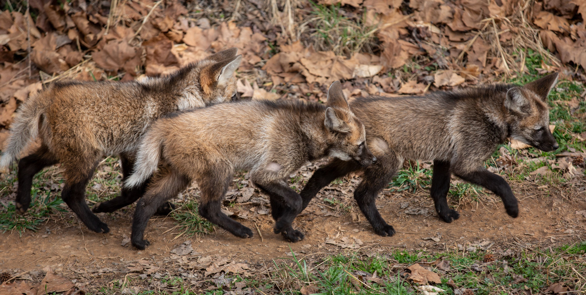 Maned Wolf Pups